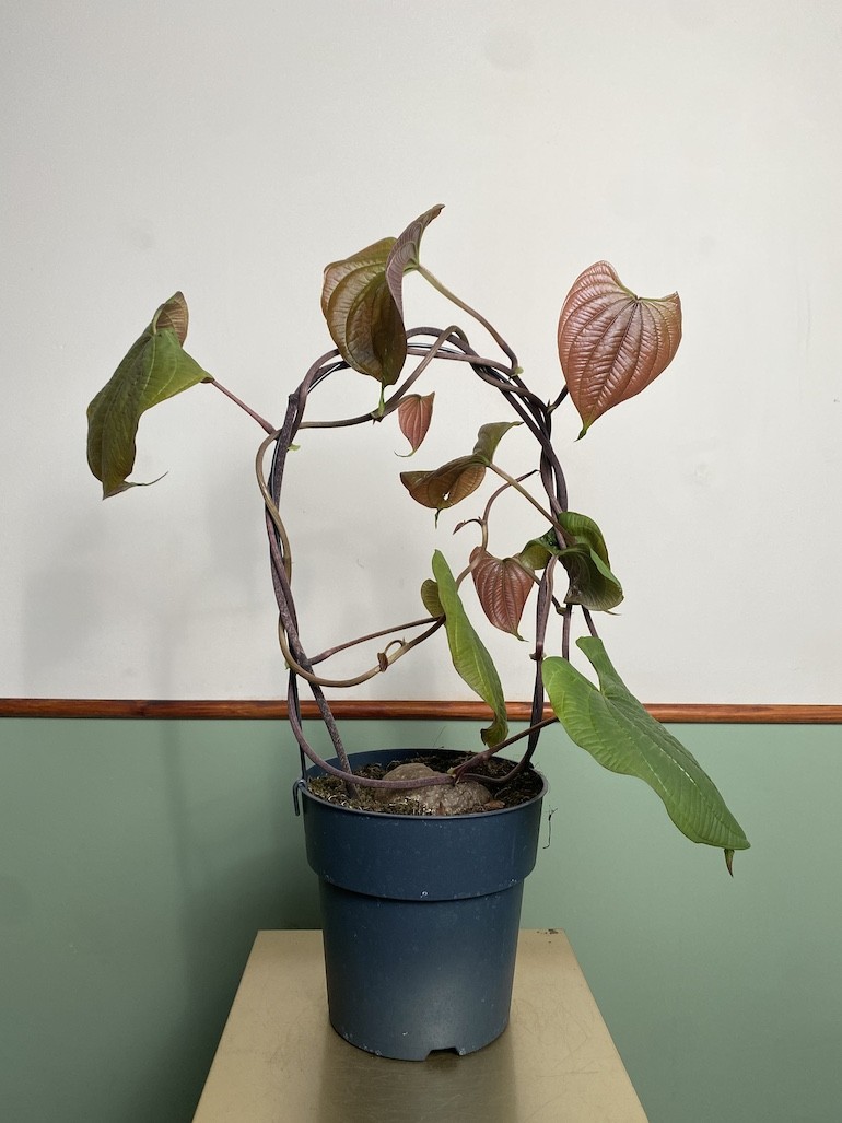 Dioscorea bulbifera