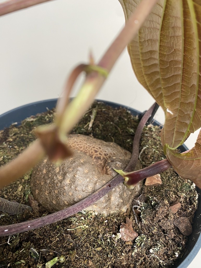 Dioscorea bulbifera