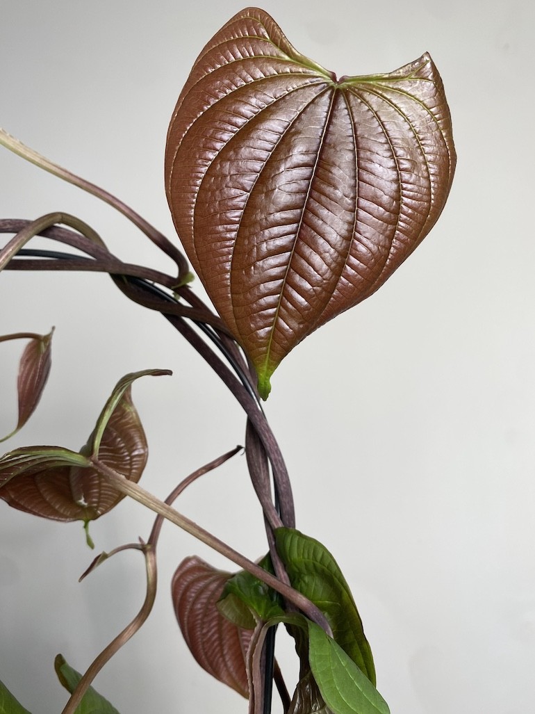 Dioscorea bulbifera