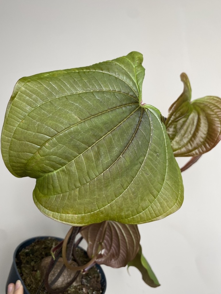 Dioscorea bulbifera