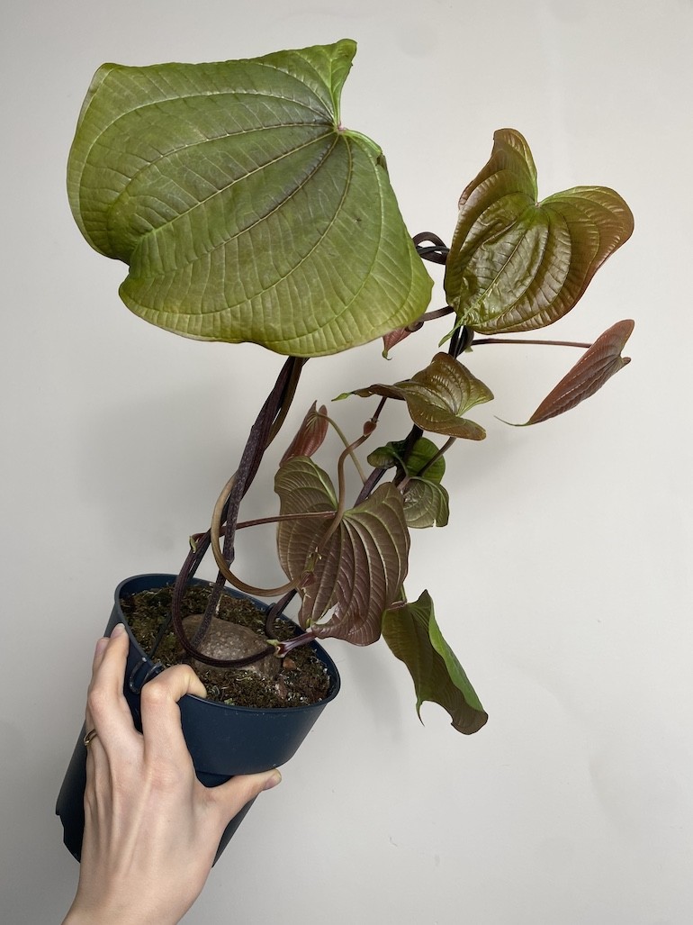 Dioscorea bulbifera