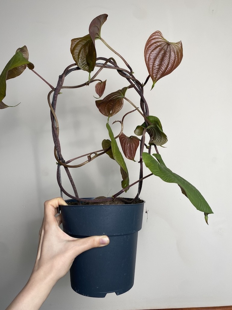 Dioscorea bulbifera