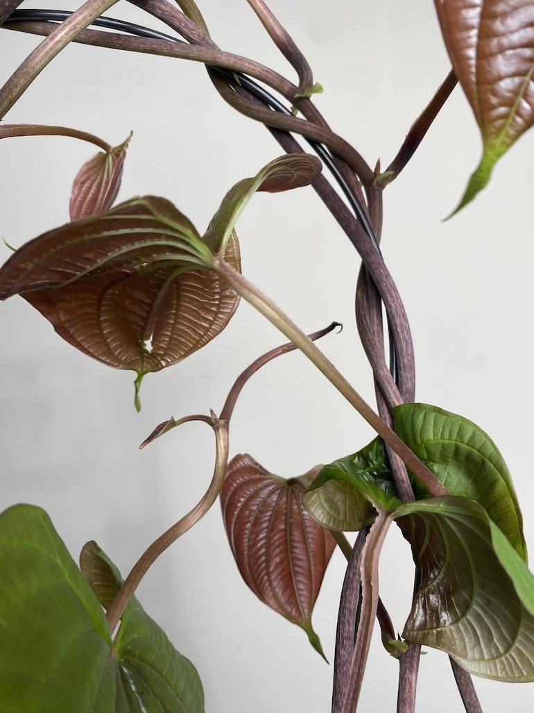 Dioscorea bulbifera