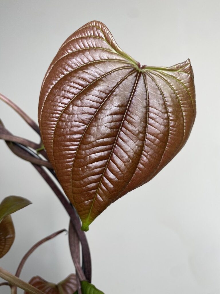 Dioscorea bulbifera