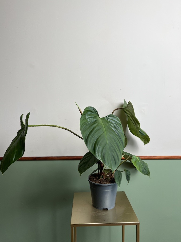 Philodendron Fuzzy