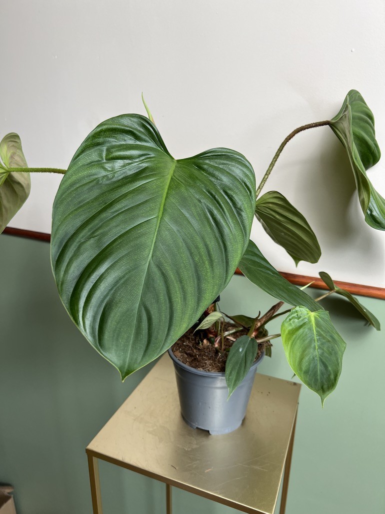 Philodendron Fuzzy