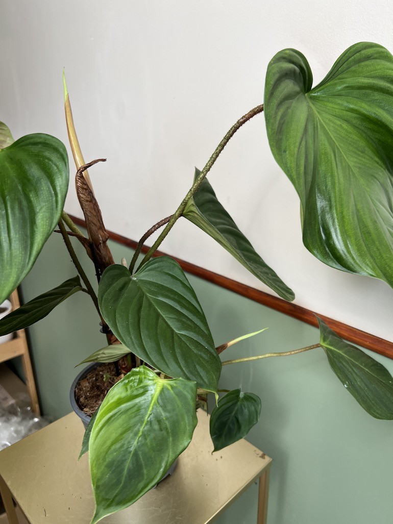 Philodendron Fuzzy