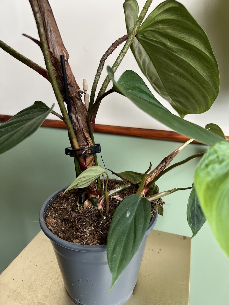 Philodendron Fuzzy