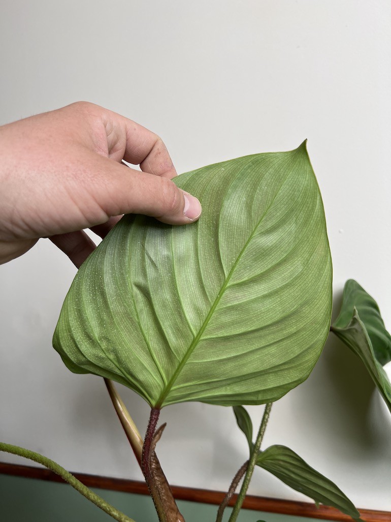 Philodendron Fuzzy