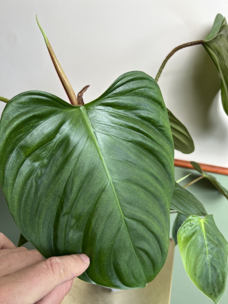 Philodendron Fuzzy