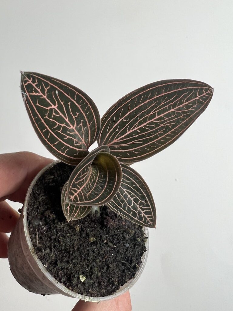 Storczyk|Ludisia discolor