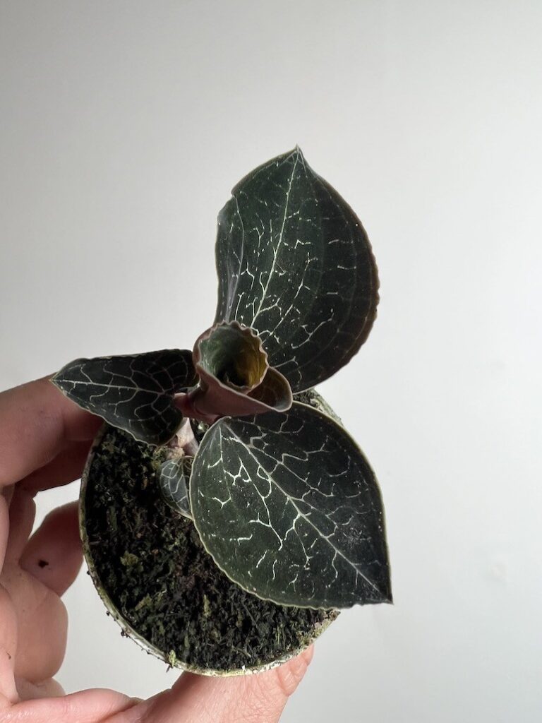 Anoectochilus Siamensis|Storczyk