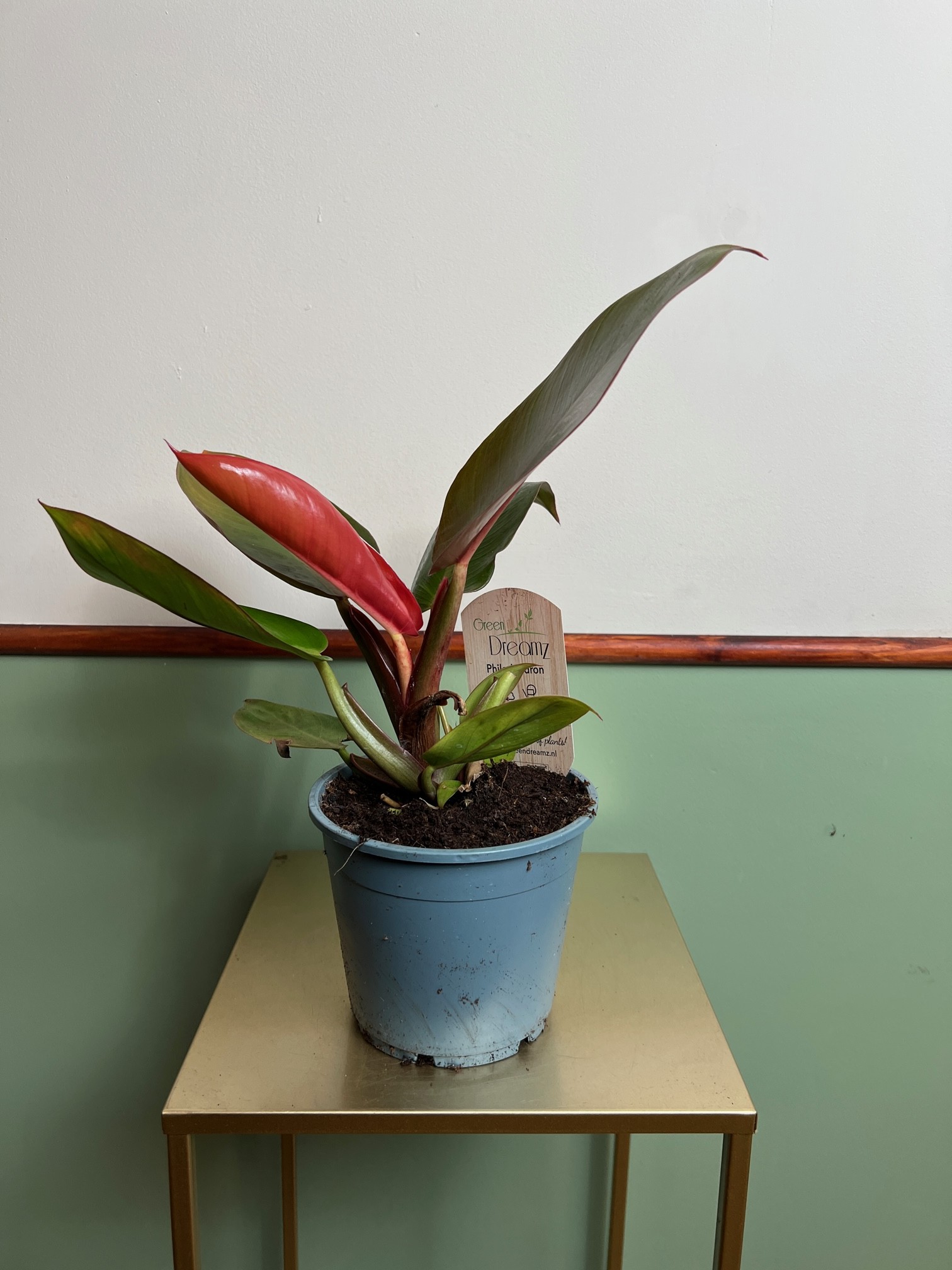 Philodendron Prince of Orange średni