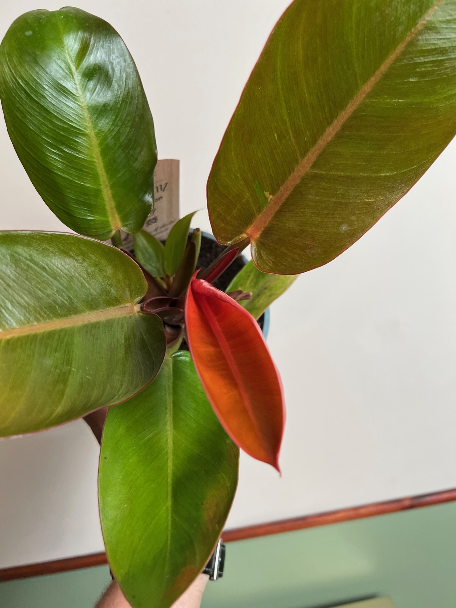 Philodendron Prince of Orange średni