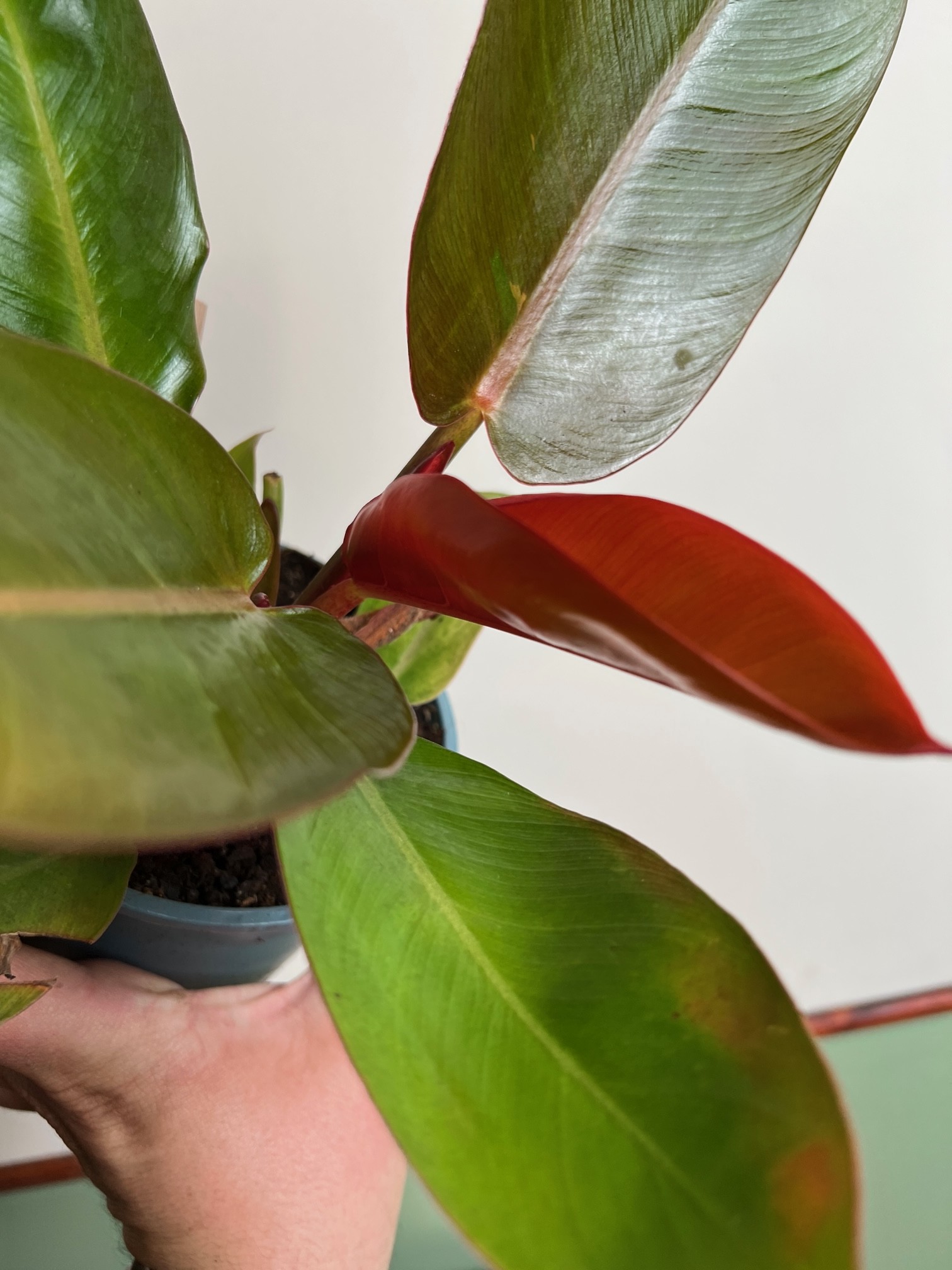 Philodendron Prince of Orange średni