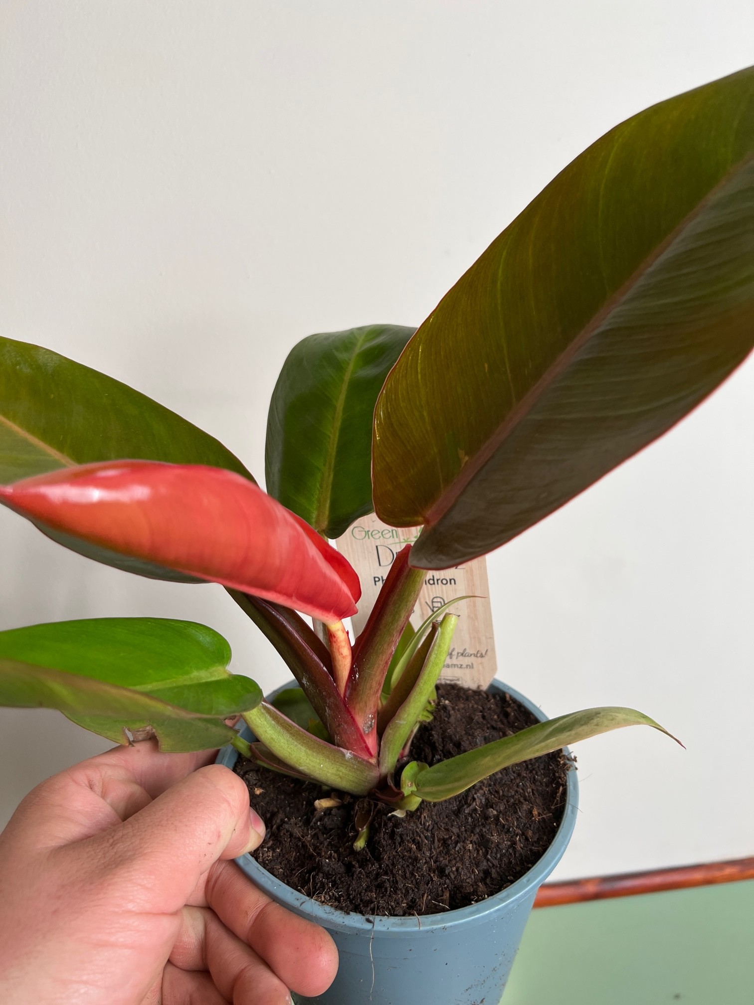 Philodendron Prince of Orange średni