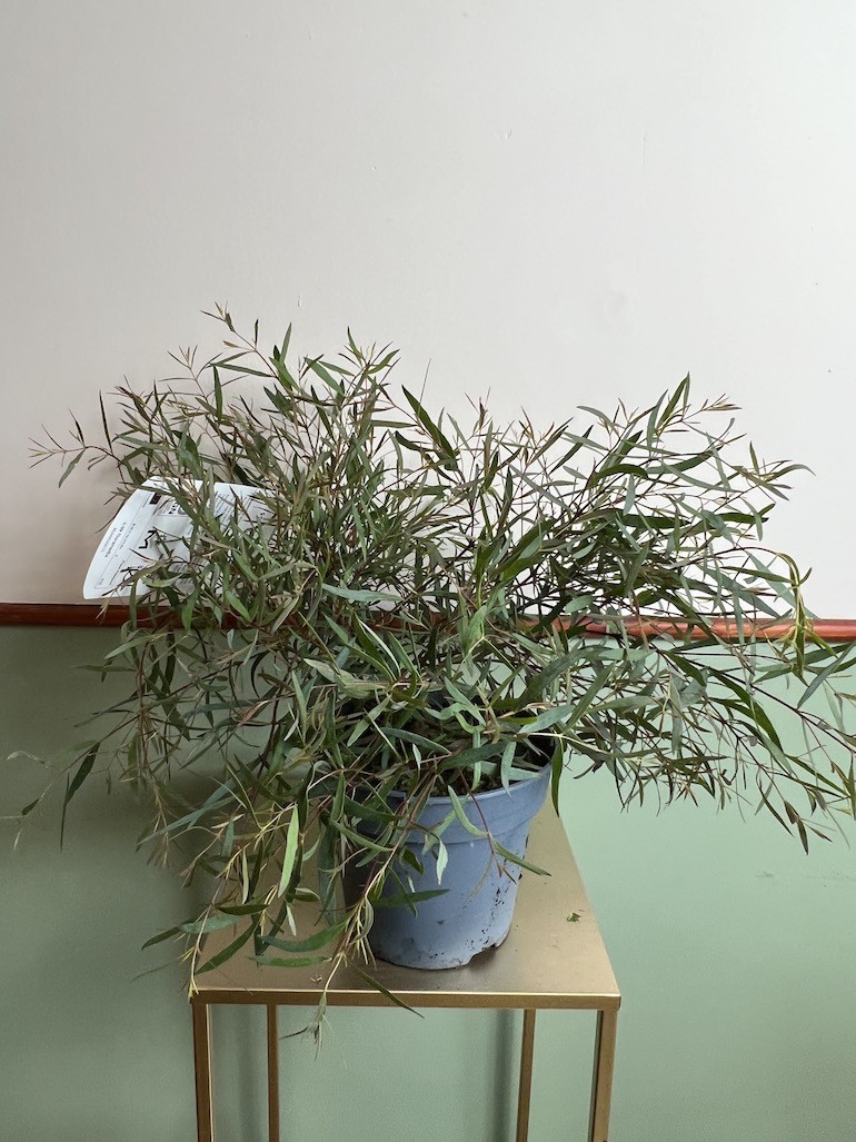 Eukaliptus Pulchella