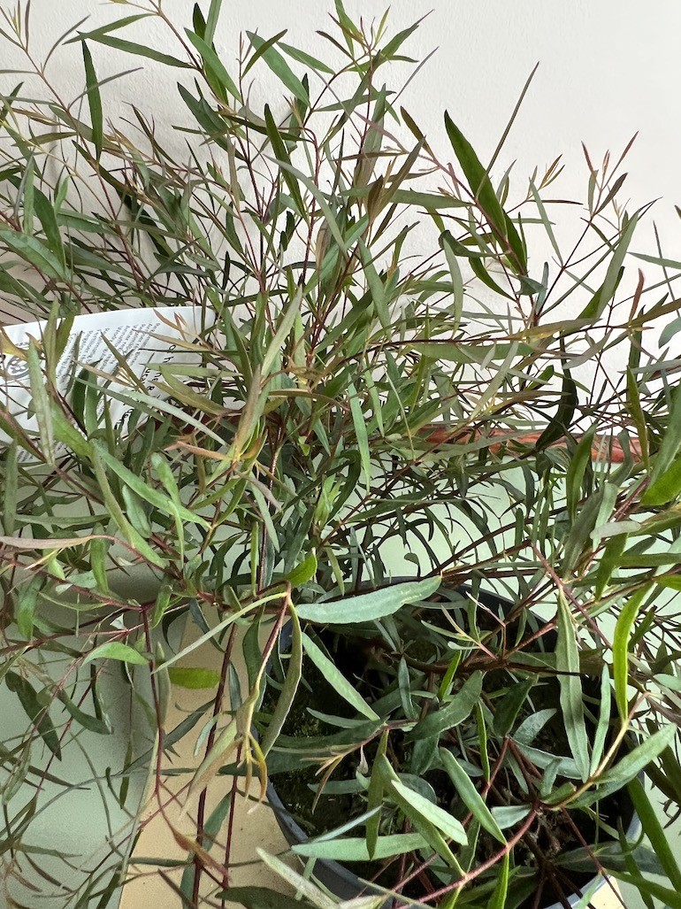 Eukaliptus Pulchella