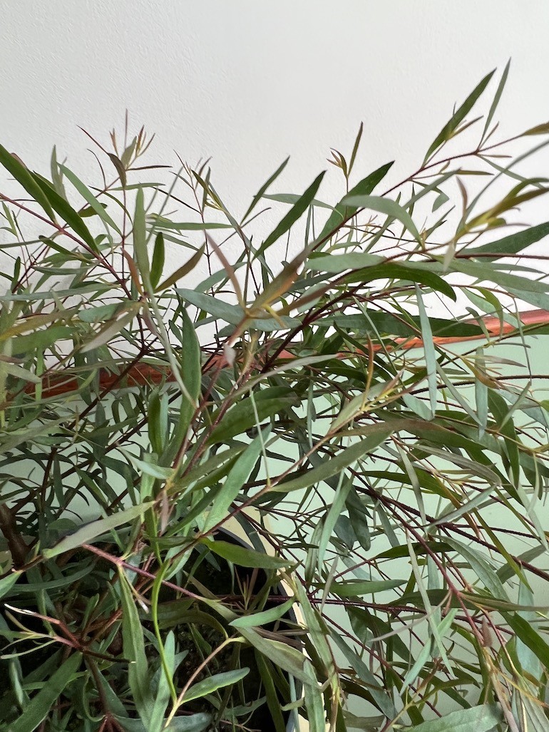 Eukaliptus Pulchella