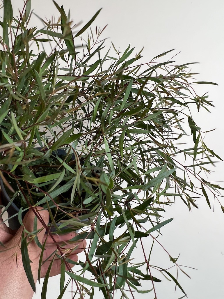 Eukaliptus Pulchella