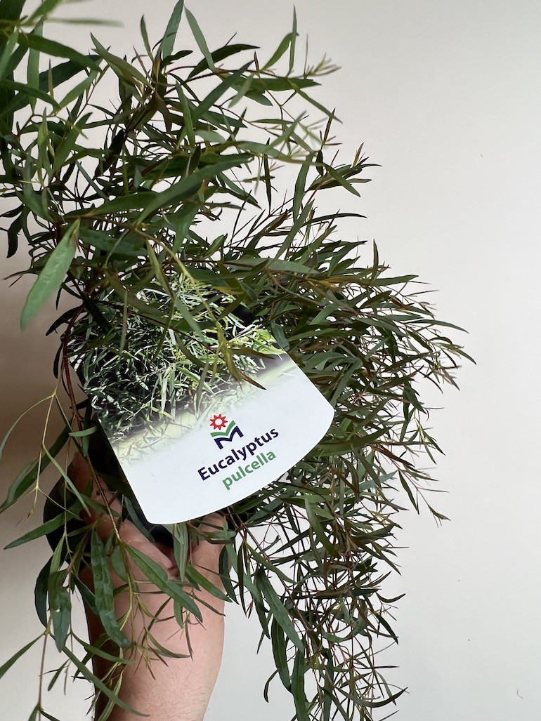 Eukaliptus Pulchella