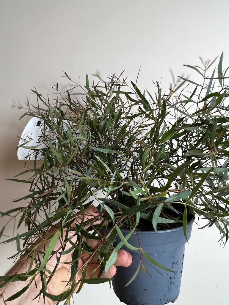 Eukaliptus Pulchella