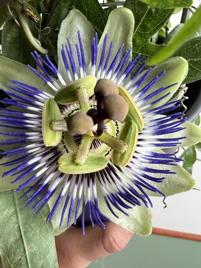 Passiflora błękitna