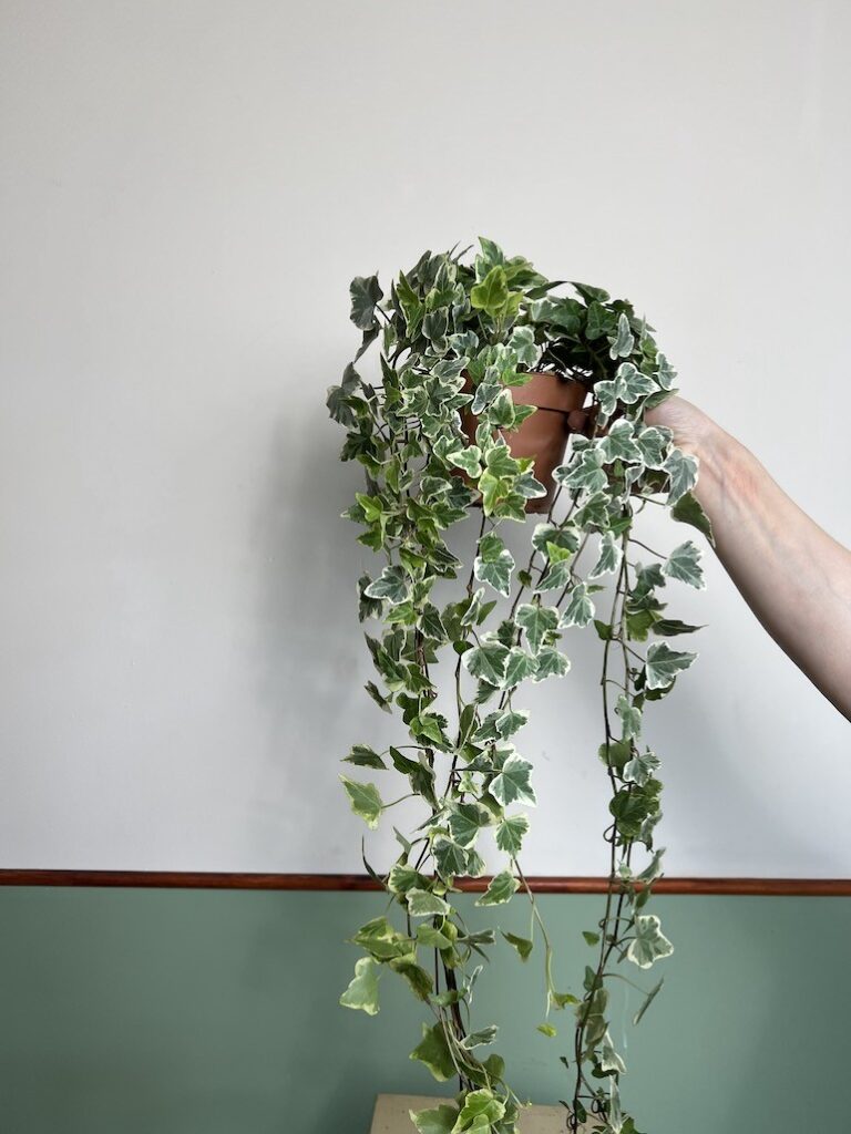 Hedera Helix variegata Bluszcz