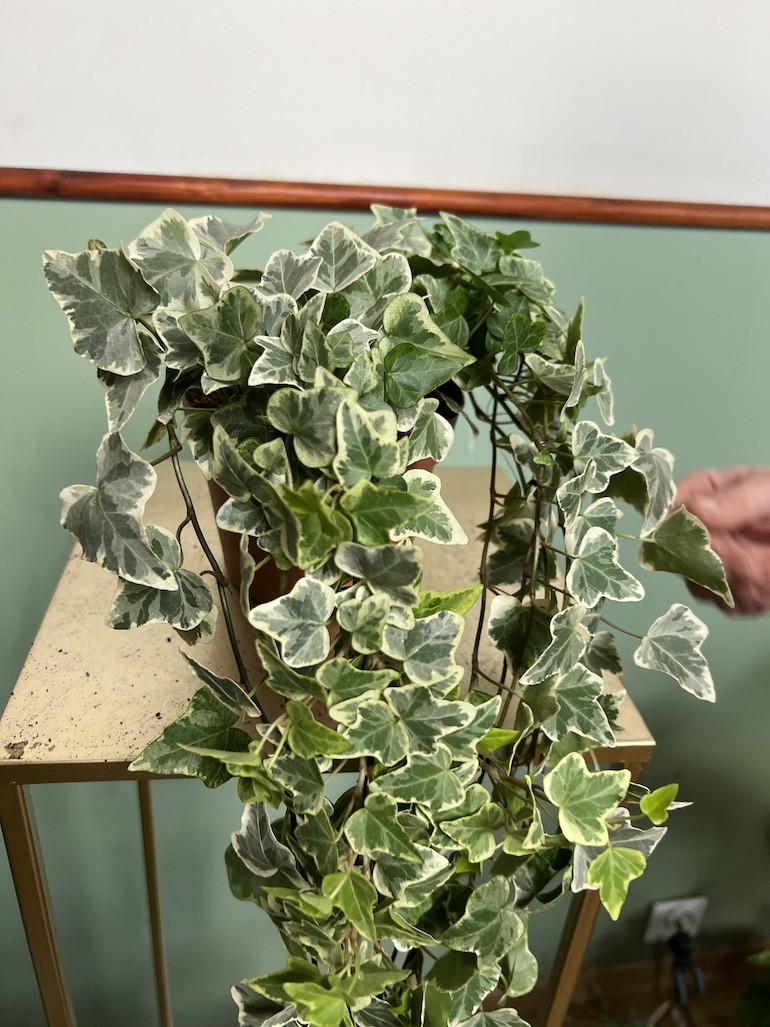 Hedera Helix variegata Bluszcz