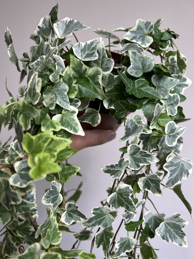 Hedera Helix variegata Bluszcz