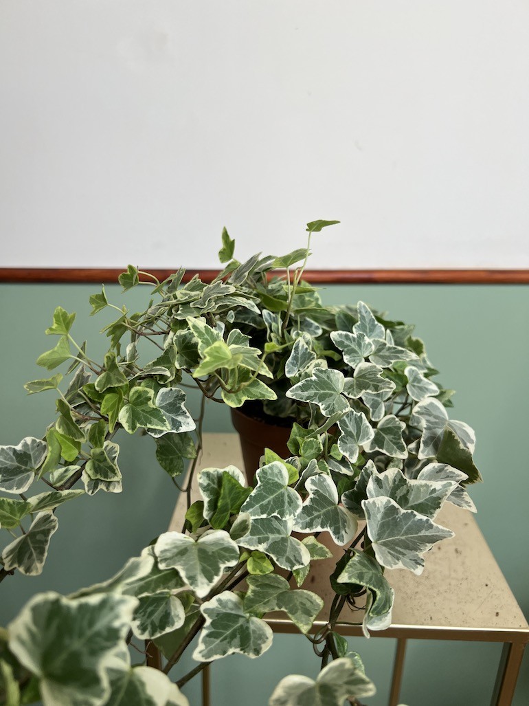 Hedera Helix variegata Bluszcz