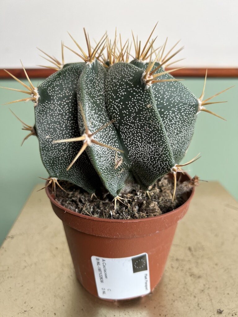 Astrophytum