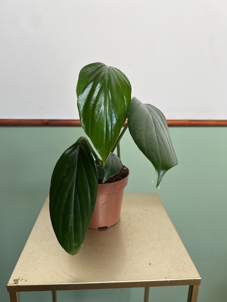Philodendron Kyllin Tali