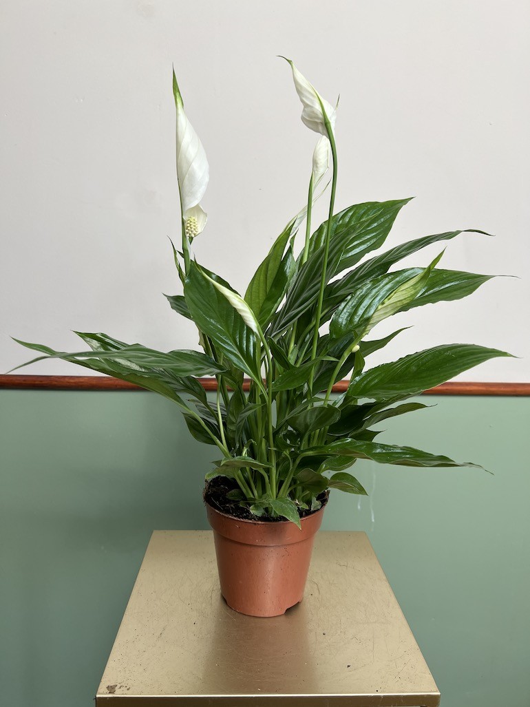 Spathiphyllum Sweet Chico