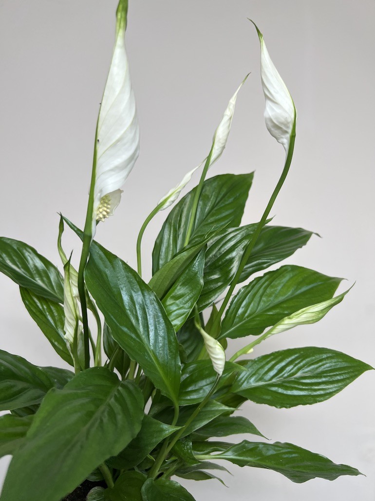 Spathiphyllum Sweet Chico