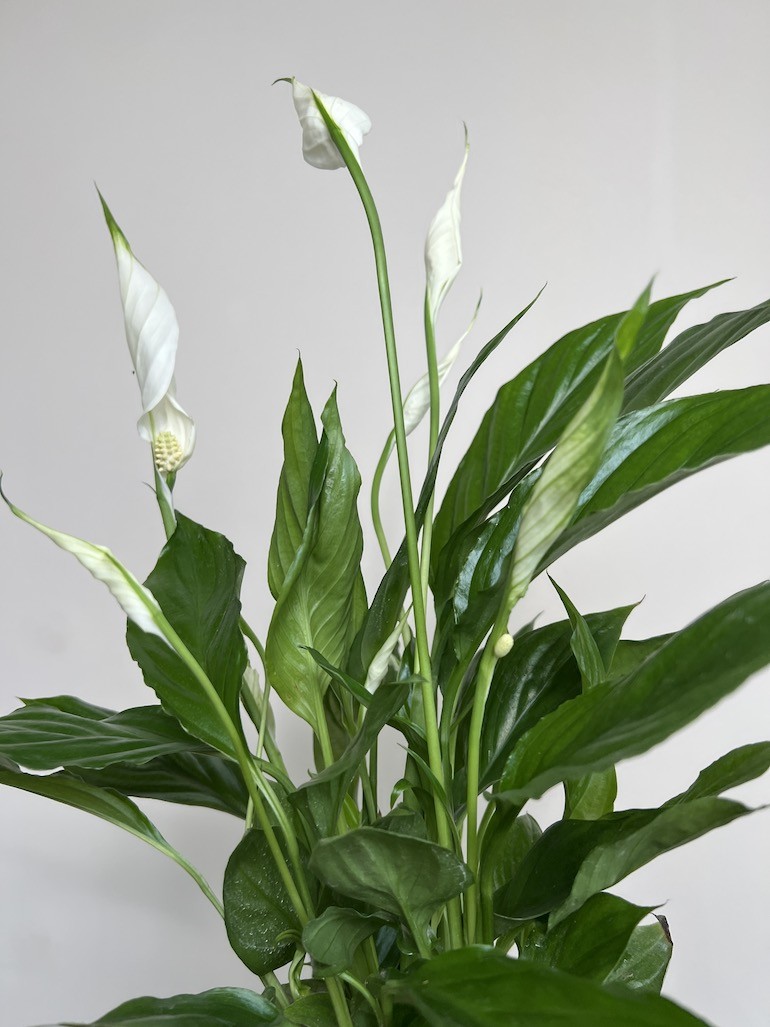 Spathiphyllum Sweet Chico