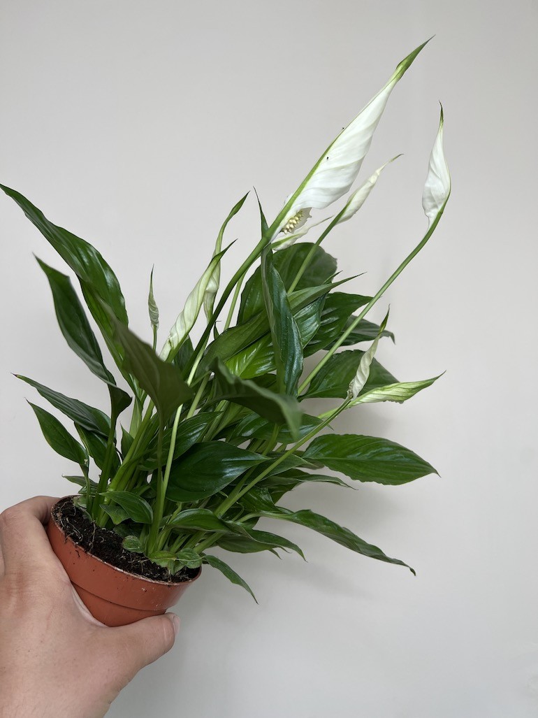 Spathiphyllum Sweet Chico