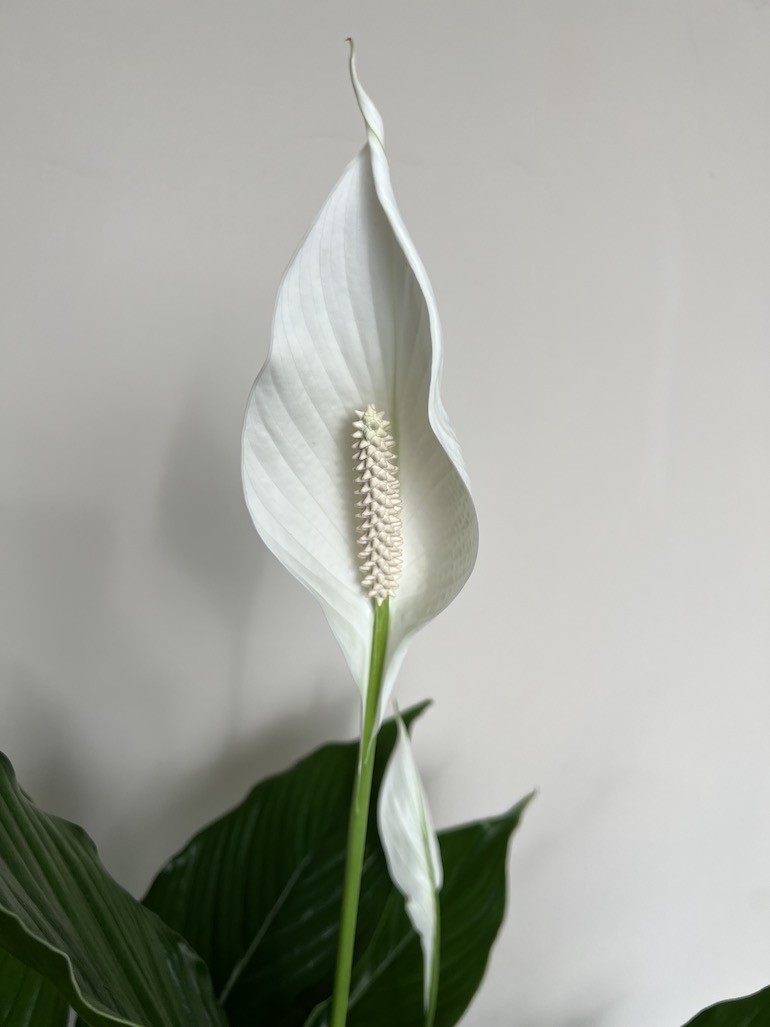 Spathiphyllum Sweet Sebastiano