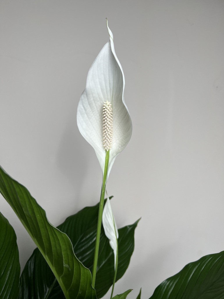 Spathiphyllum Sweet Sebastiano