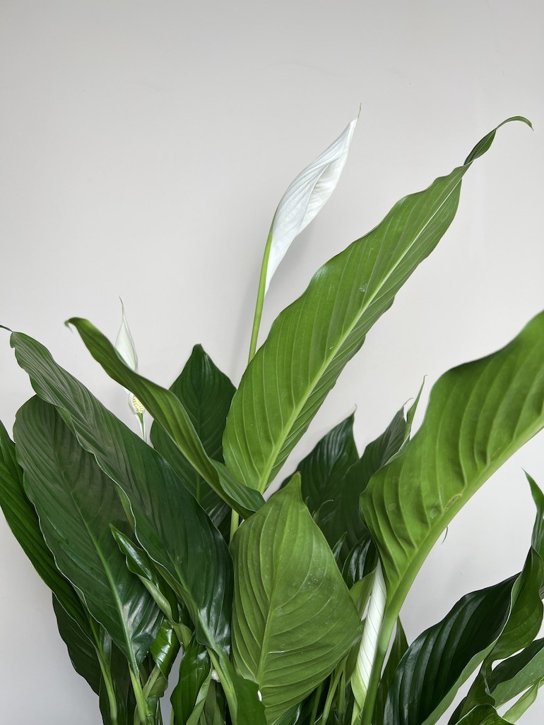 Spathiphyllum Sweet Sebastiano