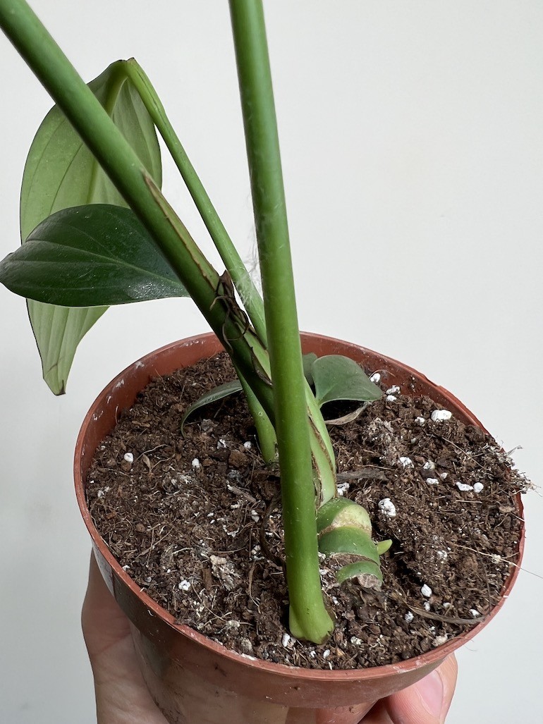 Philodendron Kyllin Tali