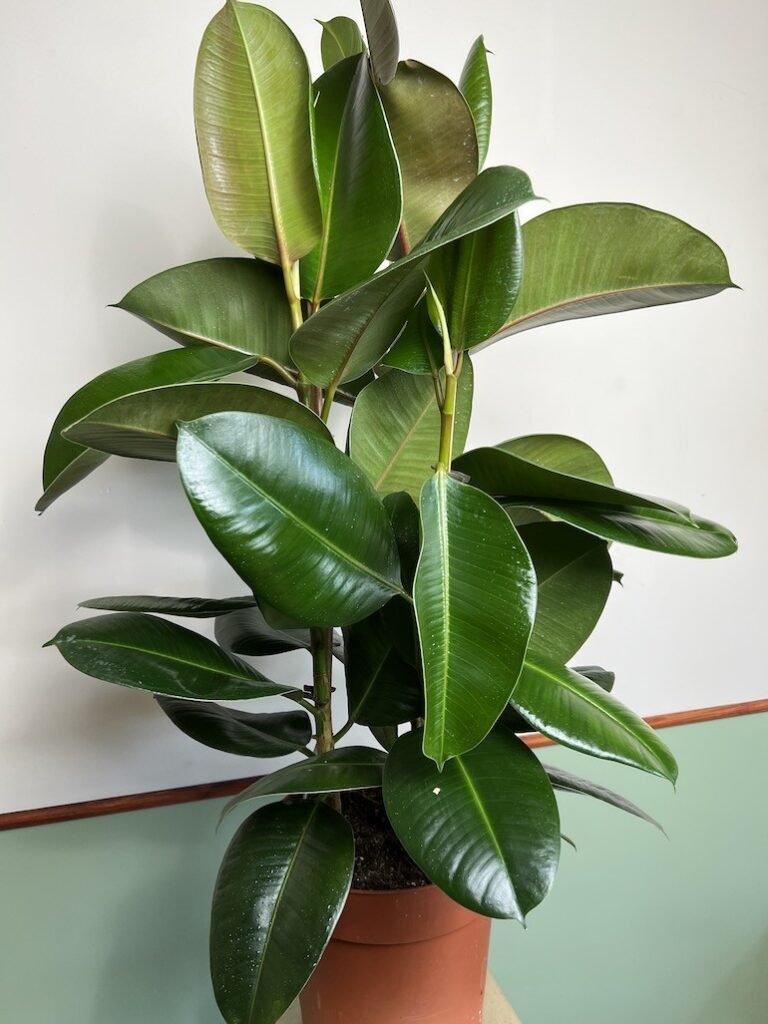 Ficus Robusta Duży