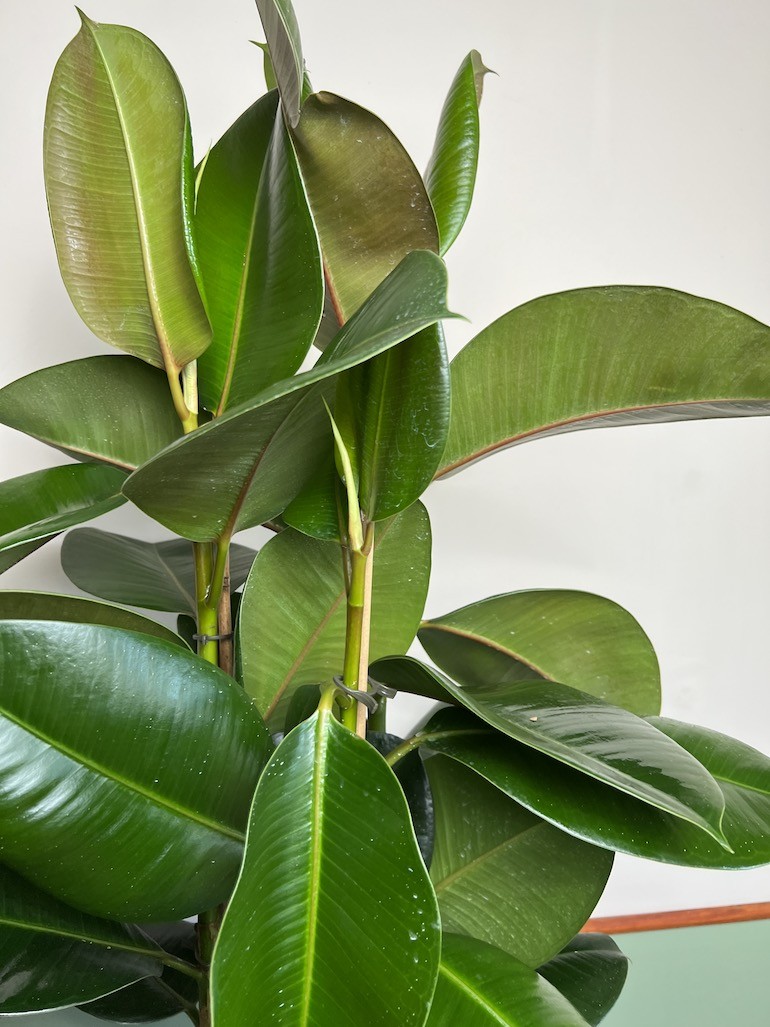 Ficus Robusta Duży