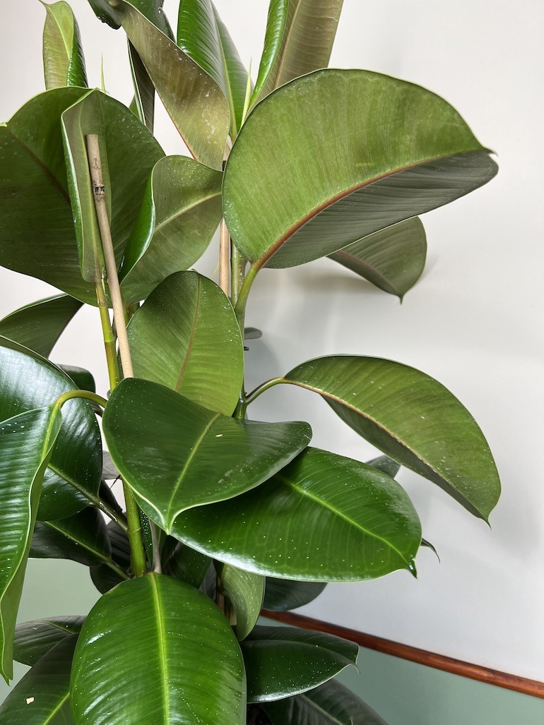Ficus Robusta Duży