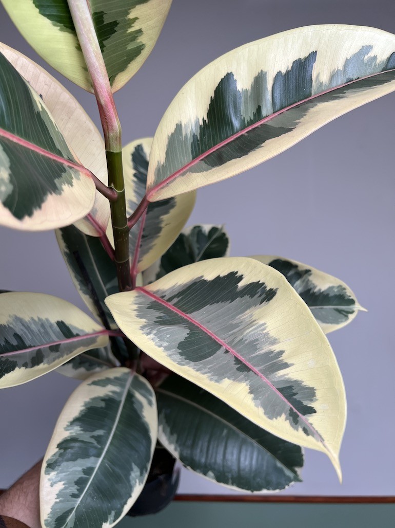 Ficus Tineke Duży