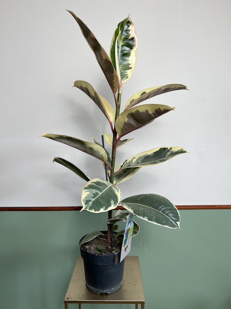 Ficus Tineke Duży