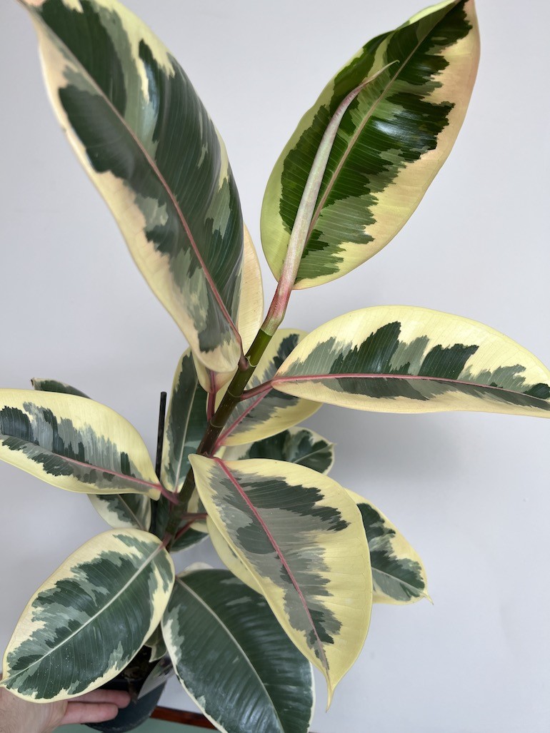 Ficus Tineke Duży