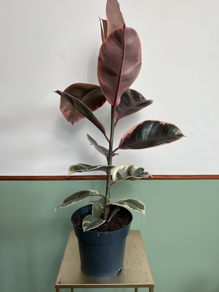 Ficus Belize Duży