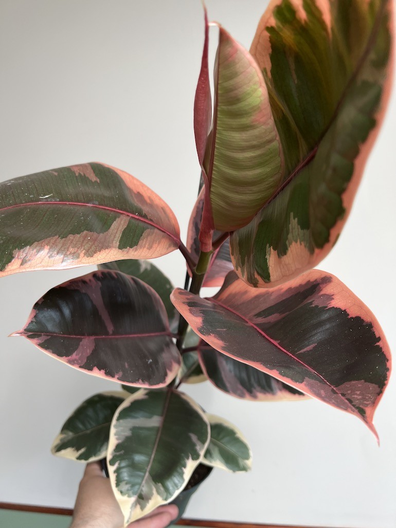 Ficus Belize Duży