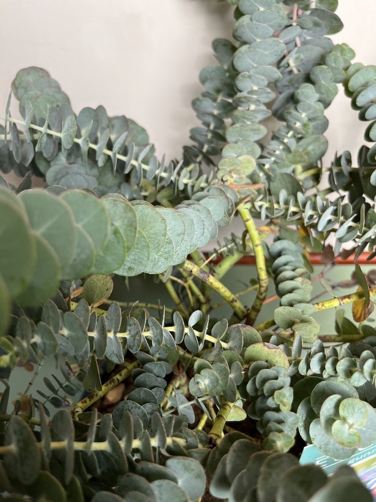 Eucalyptus Baby Blue duży